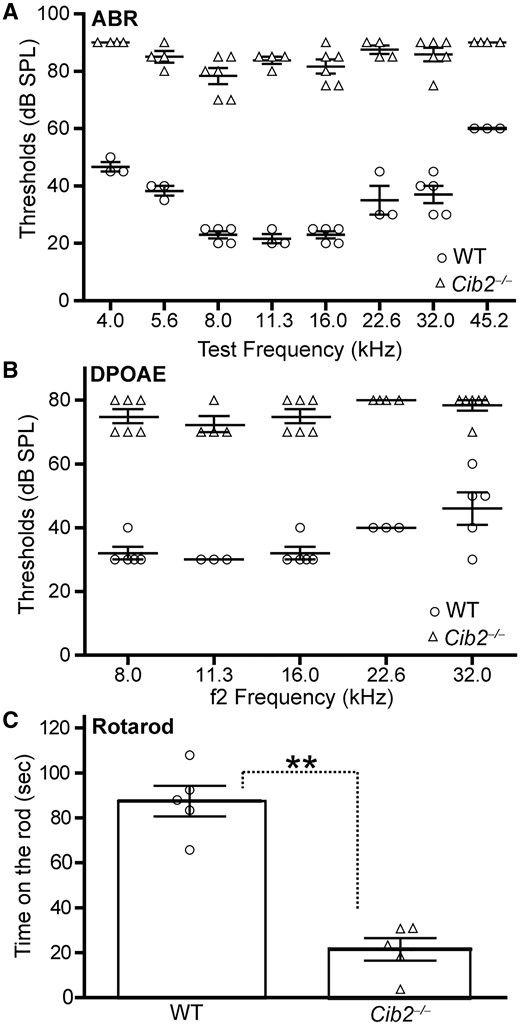 Hearing and balance impairments in Cib2-/- mice. ABR (A) and DPOAE (B) thresholds in Cib2+/+ (WT) and Cib2-/- littermates at P35. n = 3-5 mice for WT and n = 4–6 mice for Cib2-/-. Error bars, standard error of the mean (SEM). P < 0.01 when thresholds were compared between Cib2+/+ and Cib2-/- littermates at each sound frequency. (C) Rotarod result of Cib2+/+ and Cib2-/- littermates at P40. n = 5 mice for each group. Error bars, SEM. **P < 0.01.