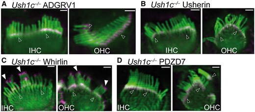 USH2 protein distribution is normal in Ush1c-/- cochlear hair cells. Immunofluorescent staining of Ush1c-/- cochleas at P4 demonstrated that ADGRV1 (magenta, A), usherin (magenta, B), whirlin (magenta, C) and PDZD7 (magenta, D) are localized at the base (empty arrows) of stereocilia (phalloidin, green) in IHCs and OHCs, while whirlin is also localized at the stereociliary tip (filled arrows) in IHCs and OHCs. The experiments were performed in 2 litters of Ush1c-/- pups for ADGRV1 immunostaining, 1 litter for usherin immunostaining, 4 litters for whirlin immunostaining and 2 litters for PDZD7 immunostaining. Scale bars, 1 µm.