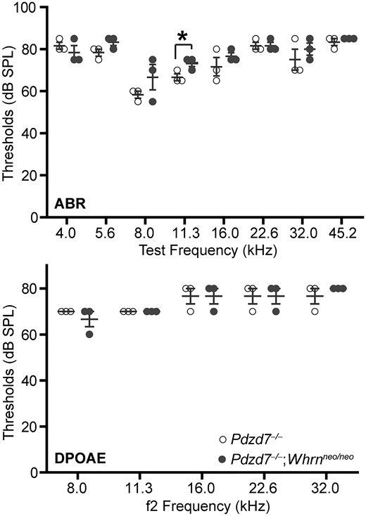 The severity of hearing loss is similar between Pdzd7-/-;Whrnneo/neo and Pdzd7-/- mice. The ABR and DPOAE thresholds are elevated to similar levels in Pdzd7-/-;Whrnneo/neo and Pdzd7-/- mice at P45. n = 3 mice for each group. *P < 0.05. Error bars, SEM.