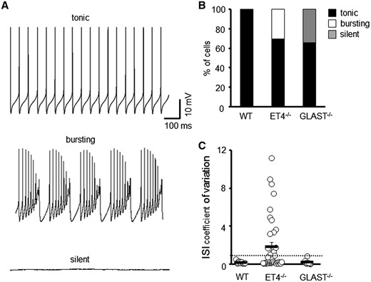 Different modes of intrinsic PC firing in EAAT4 and GLAST knockout mice. (A) Sample tonic, bursting and silent traces of PC current clamp recordings. (B) Ratio of WT (N = 5, n = 26), ET4–/– (N = 6, n = 48) and GLAST–/– (N = 4, n = 23) PCs that fire tonically, burst fire or are silent. (C) Coefficient of variation of ISI for WT, ET4–/– and GLAST–/– cells. Dotted line depicts CV = 1.