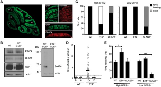 Modes of intrinsic PC firing correlate with differential expression profiles of EAAT4. (A) Left, mid-sagittal cerebellar section from a fluorescent reporter BAC mouse in which eGFP (green) cDNA is under the control of the EAAT4 promoter. Bar, 500 µm. Right, coronal cerebellar sections from WT-eGFP (green) reporter mouse immunostained for either aldolase C (red) or EAAT4 (red). Bar, 50 µm. (B) Immunoblot analyses of EAAT protein levels in cerebellar homogenates from WT, WT-eGFP and ET4–/–-eGFP mice. (C) Ratio of high GFP (Z+) and low GFP (Z–) expressing PCs in WT-eGFP (n = 35), ET4–/–-eGFP (n = 33) and GLAST–/–-eGFP (n = 16) mice that fire tonically, burst fire or are silent. (D) Coefficient of variation of ISI for WT-eGFP and ET4–/–-eGFP PCs. Dotted line depicts CV = 1. (E) Spontaneous firing frequency of high GFP (Z+) and low GFP (Z–) expressing PCs in WT-eGFP, ET4–/–-eGFP and GLAST–/–-eGFP mice. Mean ± SEM.