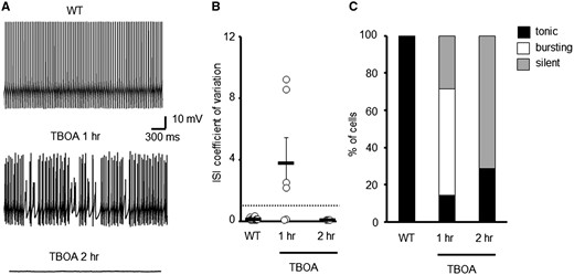 Acute elevations to extracellular glutamate levels alters spontaneous WT PC firing patterns. (A) Sample trace of WT PC and cells incubated with TBOA. (B) Coefficient of variation of ISI for WT PCs following pre-incubation with either vehicle (N = 3, n = 16) or TBOA (N = 3, n = 10). Dotted line depicts CV = 1. (C) Ratio of WT PCs that are tonically firing, bursting or are silent following pharmacological treatment to elevate extracellular glutamate levels.