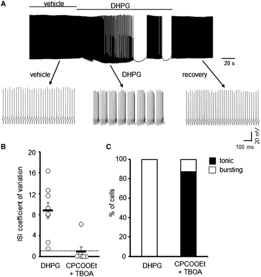 mGluR1 activation gives rise to irregular spontaneous WT PC firing. (A) Sample trace of WT PC in the presence and absence of DHPG (50 μM). (B) Coefficient of variation of ISI for WT PCs following application of DHPG (N = 4, n = 9) or pre-incubation with 10 μM CPCCOEt and 100 μM TBOA (n = 7). Dotted line depicts CV = 1. (C) Ratio of WT PCs that are tonically firing or bursting following pharmacological treatment to manipulate mGluR1 signalling.