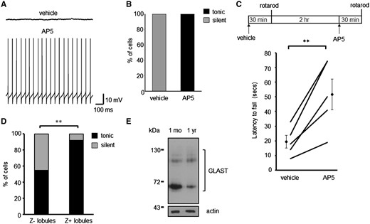 NMDA receptor blockade restores spontaneous PC firing in GLAST–/– PCs and alleviates motor deficits. (A) Sample traces of Z– GLAST–/– PCs pre-incubated with vehicle and with AP5 (50 μM). (B) Ratio of GLAST–/– PCs that are silent or tonically firing following pharmacological treatment to block NMDA receptor activation. (C) Schematic of drug treatment paradigm and latency of GLAST animals to fall from rotarod at 10-rpm. Data following vehicle administration and 2.5 mg/kg AP5 is plotted for each animal, alongside the cohort mean ± SEM. (D) Ratio of modes of intrinsic activity in PCs from Z– and Z+ lobules in 1-year-old WT animals. (E) Immunoblot analyses of GLAST protein levels in cerebellar homogenates from 1-month and 1-year-old WT animals.