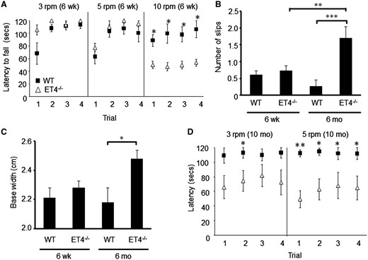 EAAT4 knockout mice exhibit progressive motor deficits. (A) Latency of 6-week-old animals to fall from rotarod at 3-, 5- and 10-rpm. (B) Number of hind-limb slips made by 6-week and 6-month-old mice when crossing narrow, elevated beam. (C) Hind-limb base width of 6-week and 6-month-old animals. (D) Latency of 10-month-old WT and ET4–/– animals to fall from rotarod at 3- and 5-rpm. N = 14 (6-week WT), 22 (6-week ET4–/–), 12 (6-month WT), 10 (6-month ET4–/–), 5 (10-month WT) and 6 (10 month ET4–/–). All data are means ± SEM.