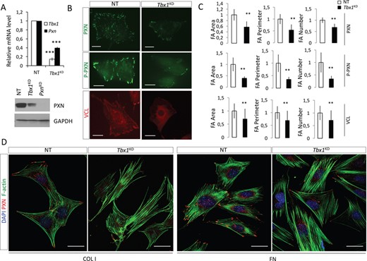 TBX1 controls FA formation in C2C12 cells. (A) After 48 h from siRNAs transfection, C2C12 cells were subjected to RNA and protein extraction for qPCR (top panel) and western blot (bottom panel) assays, respectively. Top panel: relative RNA levels were normalized to Rpl13a expression. Asterisks above bars indicate significant differences compared with controls (***P < 0.001). Error bars, s.d.; n = 3. Bottom panel: immunostaining of PXN and GAPDH (loading control). Data are representative of three independent experiments. (B) Representative pictures of cells immunostained with PXN (top panels), phosphorylated PXN (P-Pxn Y118) (middle panels) or VCL antibodies (bottom panels). (C) Graphs show the quantification of area occupied by FAs, perimeter covered by FA and the number FAs/per cell, relative to the total corresponding spreading values (NT, white columns; Tbx1KD, black columns). All quantitative analyses were performed separately, considering FAs positive for anti-PXN (>100 cells), anti-P-PXN (>40 cells) or anti-Vcl (>60 cells). The quantitative analysis was carried out by Cell Profiler software (mean ± s.d. from three different experiments; scale bars, 25 μm). Values are shown relative to NT control cells (*P < 0.05; **P < 0.01). (D) Confocal images of immunofluorescence staining of cells seeded on ECM proteins showing FAs and focal complexes. Nuclei were stained with DAPI (scale bars: 25 μm).