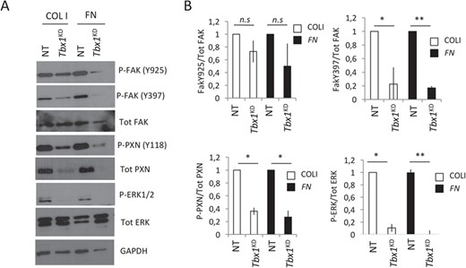 Tbx1-depleted cells fail to respond to ECM-FAs signaling. (A) After 48 h from siRNAs transfection, C2C12 cells were plated on COLI or FN and lysed after 20 min. Cell lysates were analyzed by immunoblotting with antibodies to the indicated phosphorylated and to total protein levels of the respective protein. P-PXN, P-FAK and P-ERK1/2 levels were normalized to total PXN, FAK and ERK1/2 levels, respectively. GAPDH was used as a loading control. (B) Histograms show densitometric analysis of immunoblots. Values are levels of the normalized phosphorylated proteins relative to those in control cells (NT) (n = 3 for each protein; means ± s.d. *P < 0.05, **P < 0.01 versus control).