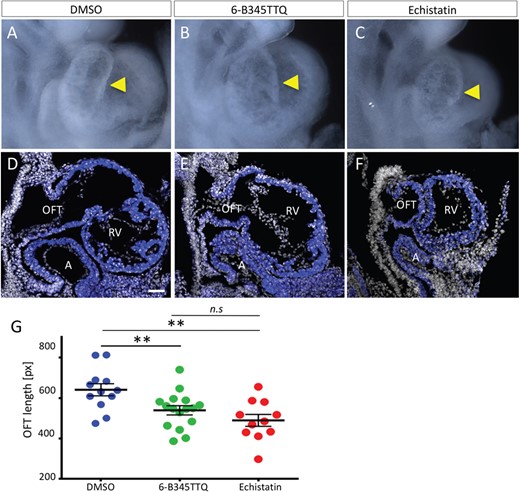 Integrin signaling is required for normal OFT development. (A–C) Right view of E9.5 embryos showing OFT (arrowheads), cultured ex vivo for 20 h, control (DSMO) and treated embryos. (D–F) Sagittal section showing N-cadherin staining (blue) in heart tube and DPW in integrin inhibitor-treated compared with control embryos. Scale bars for A–F: 50 μm. (G) Measurement of OFT length of treated embryos (n = 12 DMSO-treated embryos; n = 16 6-B345TTQ-treated, n = 11 Echistatin-treated). P < 0.01 (bilateral Mann–Whitney test). Error bars represent s.e.m. A, atrium; RV, right ventricle.