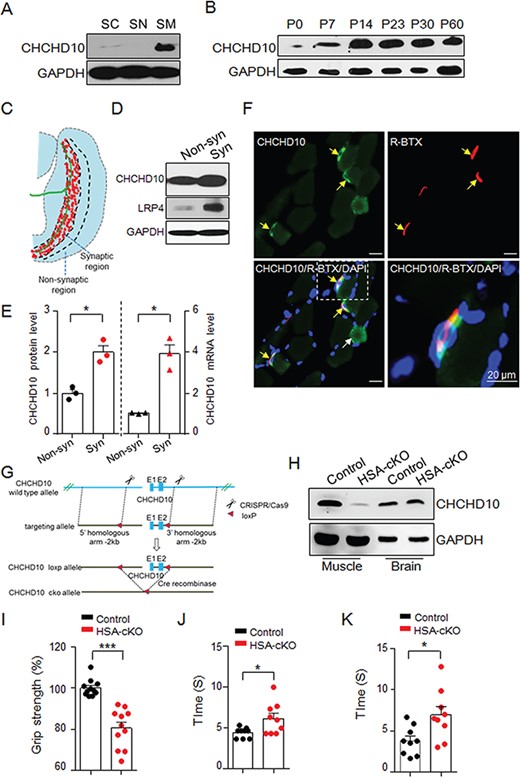 CHCHD10 loss in skeletal muscle causes motor defects. (A) Spinal cord, sciatic nerve and skeletal muscle from P60 mice were collected for immunoblotting. GAPDH was set as the loading control. SC, spinal cord; SN, sciatic nerve; SM, skeletal muscle. (B) Gastrocnemius samples from different aged mice were subjected to immunoblotting. GAPDH was set as the loading control. (C) Diagram of the isolation of the synaptic region and non-synaptic region from the hemi-diaphragm. (D) Immunoblotting of CHCHD10 in the synaptic region and non-synaptic region. LRP4 was used as a positive control of synaptic protein. GAPDH was used as a loading control. Syn, synaptic region; Non-syn, non-synaptic region. (E) Relative protein and mRNA levels of CHCHD10 in the synaptic region and non-synaptic region. (F) Cross sections of the gastrocnemius were immunostained with anti-CHCHD10 (green) and AChR (indicated by R-BTX; red). Nuclei were stained with DAPI (blue). The yellow arrow indicates co-localization between CHCHD10 and AChR clusters. The white arrow indicates the extra-synapse location of CHCHD10. The boxed area in the left bottom is enlarged in the right bottom. (G) Diagram of the construction of CHCHD10 floxp mice. (H) Immunoblotting of CHCHD10 in the gastrocnemius and brain of HSA-CHCHD10−/− mice (P60). (I) Reduced grip strength in HSA-CHCHD10−/− mice. n = 13 mice per group; t-test; ***P < 0.001. (J) Beam walking test showed that HSA-CHCHD10−/− mice need more time to traverse the beam. n = 9 mice per group; t-test; *P < 0.05. (K) Vertical pole test showed the mutant mice need more time to reach the base of the pole. n = 9 mice per group; t-test; *P < 0.05.