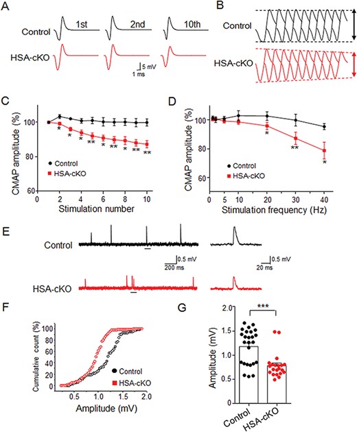 Muscle CHCHD10 ablation impaired neuromuscular transmission. (A) CMAPs were recorded in the gastrocnemius from P60 mice in response to a train of 10 submaximal stimuli at different frequencies. Representative CMAP traces between two genotypes at the 1st, 2nd and 10th stimuli. (B) Ten CMAP traces were stacked in succession for better comparison. With continuous stimulations, CMAP amplitudes were reduced in HSA-CHCHD10−/− muscles. Ten representative CMAP traces are shown as stacked in succession for better comparison. (C) Reduced CMAP amplitudes in HSA-CHCHD10−/− muscles at 10 stimulations at 30 Hz. n = 4 mice per group; t-test; *P < 0.05, **P < 0.01. (D) Reduction of the CMAP amplitude is stimulation frequency dependent. n = 4 mice per group; *P < 0.05, **P < 0.01. (E) Representative mEPP traces from P60 mice. mEPPs were recorded from hemidiaphragms. Traces underlined on the left are enlarged on the right. (F) Cumulative probability plot of mEPP amplitude distribution. (G) Reduced mEPP amplitudes in HSA-CHCHD10−/− mice. n = 4 mice per group, 5–6 muscle fibers per mouse; t-test; ***P < 0.001.