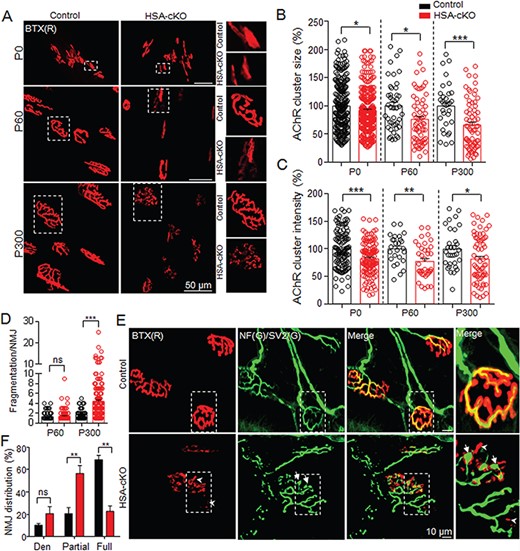 CHCHD10 regulates NMJ structural integrity. (A) Gastrocnemius muscles of control and HSA-CHCHD10−/− mice (P0, P60 and P300) were stained whole-mount with R-BTX (red) to label AChR. (B) Statistical results of the AChR cluster size in (A). n = 3 mice at each age per group; t-test; *P < 0.05, ***P < 0.001. (C) Statistical results of the AChR cluster intensity in (A). n = 3 mice per group; t-test; *P < 0.05, **P < 0.01, ***P < 0.001. (D) Statistical results of AChR cluster fragmentation in (A). n = 3 mice per group; t-test; ***P < 0.001. (E) Gastrocnemius muscles were stained with R-BTX (red) to label AChR and antibodies against NF and SV2 (NF/SV2; green) to label nerve branches and terminals. The arrows indicate degenerated axons in the mutant. Arrowheads indicate the fragmented NMJs without the coverage of nerve terminal staining. (F) Statistical results of the innervation of NMJs in control and HSA-CHCHD10−/− mice. n = 3 mice per group; two-way ANOVA; **P < 0.01.