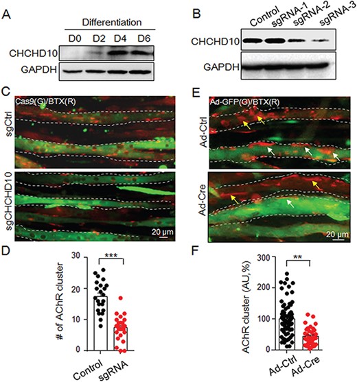 CHCHD10 is required for agrin-induced AChR clustering in myotubes. (A) Immunoblotting of CHCHD10 protein in C2C12 myoblasts and myotubes. D, day. (B) Immunoblotting showed that endogenous CHCHD10 expression is knocked down by CRISPR-cas9. (C) C2C12 myoblasts were transfected with Cas9 and sgRNA of CHCHD10. Agrin-induced AChR clusters were reduced in the CHCHD10 sgRNA transfected myotubes. (D) Quantification results of AChR clusters in C. Three independent experiments were performed; t-test; ***P < 0.001. (E) Primary myotubes were cultured from CHCHD10f/f mice (P0) and were infected with Ad-GFP (Ad-Ctrl) or Ad-Cre-GFP (Ad-Cre). After 4 days, primary myotubes were treated with agrin (1 nm; 16 h) and then stained with R-BTX. Note that the agrin-induced AChR cluster (white arrow) is reduced in Ad-Cre-infected CHCHD10f/f myotubes (green) compared with that in Ad-Ctrl-infected ones (white arrow; green). The non-infected myotubes in the two groups showed no difference (yellow arrow). (F) Quantification results in E. Three independent experiments were performed; t-test; **P < 0.01.