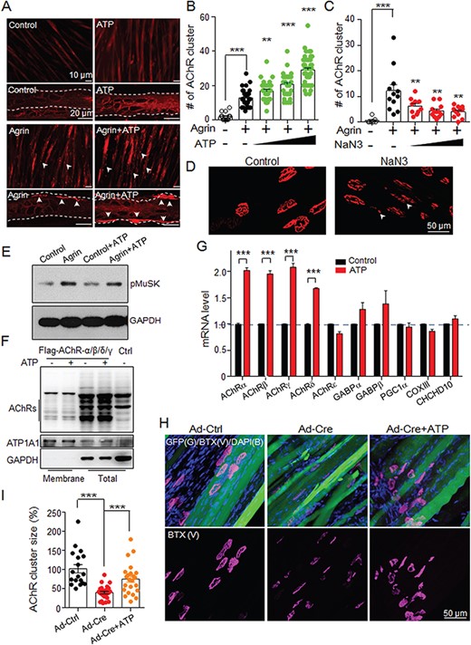 ATP promotes AChR expression and rescues NMJ defects in HSA-CHCHD10−/− mice. (A) C2C12 myotubes were treated with agrin (1 nm; 16 h) with or without ATP (50 μm; 16 h) and were stained with R-BTX. The arrowhead indicates agrin-induced AChR clusters. Note that ATP alone has no effect on AChR clustering but increases the BTX (bungarotoxin) staining signal. (B) Statistical results of agrin-induced AChR cluster with different doses of ATP (0, 0.5, 2.5 and 12.5 μm). Three independent experiments were performed. **P < 0.01, ***P < 0.001. (C) Statistical results of agrin-induced AChR cluster following pretreatment with different dose of NaN3 (0, 0.16, 0.8, 4 and 20 mM; 8 h). Three independent experiments were performed. **P < 0.01, ***P < 0.001. (D) Gastrocnemius muscles were stained with R-BTX to label AChR cluster after NaN3 (0.16 mm) injection. (E) Immunoblotting of pMuSK in C2C12 myotubes. C2C12 myotubes were treated with agrin (1 nm; 16 h) with or without ATP (50 μm; 16 h). GAPDH was set as the loading control. (F) Immunoblotting of cell surface AChRs proteins. HEK293T cells were co-transfected with indicated GFP and AChR subunit plasmids. After 48 h, cells were incubated with CHX (10 μg/ml) and following with or without ATP (50 μm) treatment. Cell membrane was isolated and subjected to immunoblot. ATP1A1 was set as cell membrane control. (G) The indicated gene expression in ATP-treated C2C12 myotubes (50 μm; 16 h). ***P < 0.001. (H) ATP administration rescued the reduction of NMJ size in CHCHD10-deleted muscles. (I) Statistical results of H. One-way ANOVA; n = 3; ***P < 0.001.