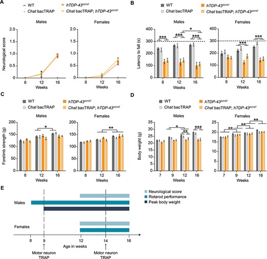 Behavioral assays reveal motor symptom onset in Chat bacTRAP; hTDP-43A315T ALS mice. (A) The ‘neurological score’ as assessed by tail-lifting and monitoring hindlimb extension. (B) Accelerating rotarod performance as measured by assessing latency to fall of the mice for a maximum of 300 s. (C) Forelimb grip strength was measured in multiples of gravitational force (g). (D) Body weight at indicated timepoints. (E) Schematic illustration of symptom onset timepoints. n = 8–12 per group; two-way RM ANOVA; Mean values ± SEM are shown; significance: *P < 0.05; **P < 0.01 and ***P < 0.001.