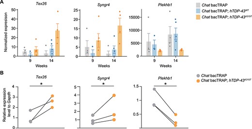 Tex26, Syngr4 and Plekhb1 mRNAs are deregulated in the hTDP-43A315T MN translatome at motor symptom onset. (A) RNA-Seq results for Tex26, Syngr4, and Plekhb1 are shown at pre-symptomatic and early symptomatic stages (9 and 14 weeks, respectively). Gene expression levels are normalized to the sequencing library size. Mean values ± SEM are shown. (B) Corresponding qRT-PCR validation for Tex26, Syngr4, and Plekhb1 mRNAs at 14 weeks. The qRT-PCR validation experiments are MN-TRAP assays from an independent cohort Chat bacTRAP; hTDP-43A315T and Chat bacTRAP control mice. Average relative expression values normalized to Gapdh mRNA levels are shown. n = 3 for qRT-PCR experiments; values for each genotype from each specific experiment are shown; corresponding genotype pairs from a specific replicate are linked by black lines; paired t-test; *P < 0.05.