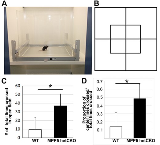 Behavioral testing shows hyperactivity in Mpp5 het CKO mice. (A, B) Diagrams depicting the open field test chamber and grid used in the study. (C, D) Comparison of total grid lines crossed (C, 289% more in het CKO, P = 0.031) and of the proportion of grid lines crossed in the center of the open field chamber among total crossings (D, 242% more in het CKO, P = 0.012). Data are presented as mean ± SEM. WT, n = 4; Mpp5 het CKO, n = 4.