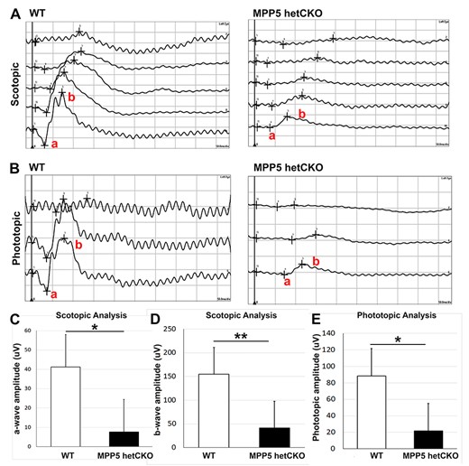 Mpp5 heterozygous CKO mice display retinal blindness. (A) Representative scotopic ERG traces of Mpp5 het CKO and WT, which assess function of rod photoreceptors (a-wave) and Muller and bipolar cells (b-wave). (B) Representative photopic ERG traces of Mpp5 het CKO and WT, which assess retinal cone function. (C, D) Quantification of the a-wave and b-wave amplitude (C, −81%, P = 0.063; D, −73%, P = 0.0005). (E) Quantification of the b-wave amplitude for photopic ERGs (E, −75%, P = 0.012). Data are presented as mean ± SEM. E14: WT, n = 4; Mpp5 het CKO, n = 4.