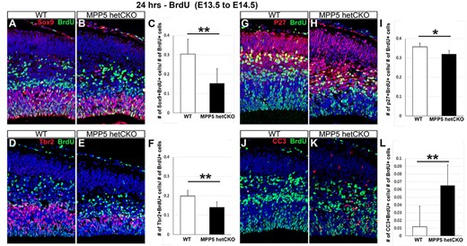 Cell death reduces Mpp5 het CKO progenitor pools. (A–L) Mice injected with BrdU at E13.5 analyzed at E14.5 with double immunostaining for BrdU and additional markers. The proportion of radial glia progenitors (Sox9+, A–C, −50%, P = 0.00002), intermediate progenitors (Tbr2+, D–F, −29%, P = 0.0001) and post-mitotic cortical cells (p27+, G–H, −11%, P = 0.02) among total BrdU+ cells is compared in WT and Mpp5 het CKO. The proportion of cells undergoing apoptotic cell death marked by CC3 among total BrdU+ cells is also assessed (J–L, 442%, P = 0.00016). Data are presented as mean ± SEM. E14: WT, n = 4; Mpp5 het cKO, n = 4.
