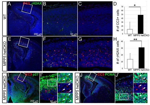 Developing cerebral cortex of Mpp5 het CKO mice displays massive cell death. (A–H) Analysis of the numbers of cells undergoing apoptotic cell death labeled by CC3 (D, 313%, P = 0.12) or double-strand DNA damage marked by gH2AX (H, 128%, P = 0.001) in cortical sections of Mpp5 het CKO (E–G) and WT (A–C) at E14.5 (I–J′). Overlapping expression of CC3 and post-mitotic cell marker, p27 (I, I′) or proliferating cell marker, PCNA (J, J′) is present in Mpp5 het CKO (arrows). Data are presented as mean ± SEM. WT, n = 4; Mpp5 het CKO, n = 4.