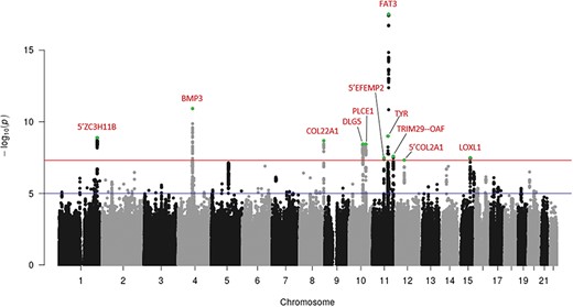 Manhattan plot following meta-analysis of genome-wide association studies using UK Biobank cases (RD-SR-ICD, N = 3977) and clinically ascertained RRD cases (N = 2164). The y-axis represents the negative logarithm (base 10) of the meta-analysis P-values and the x-axis the location of variants tested. Loci displaying association reaching the genome-wide significant threshold (red line, P = 5 x 10−8) are indicated in red, with lead variant (lowest P-value within a locus) indicated in green. Suggestive level of significance (P = 10−5) is indicated by a blue line.