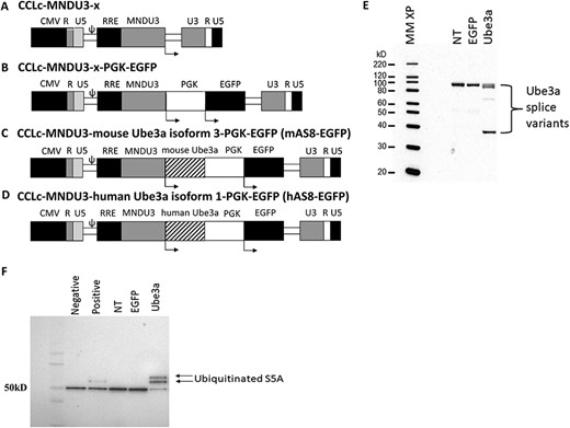 Schematic and functionality of the Ube3a-expressing lentiviral vector: (A) A self-inactivating lentiviral vector backbone, CCLc-MNDU3-X, was used to generate the Ube3a expressing lentiviral vectors. (B) EGFP vector used as an empty vector control. (C) The modified mouse Ube3a isoform 3 (mAS8) was cloned under the control of the MNDU3 promoter. EGFP was cloned downstream under the control of a PGK promoter. (D) The modified human UBE3A isoform 1 was cloned under the control of the MNDU3 promoter. EGFP was cloned downstream under the control of a PGK promoter. (E) Human CD34+ HSPC were transduced with the Ube3a lentivector and derived into mature macrophages. Cell extracts were then generated and evaluated for overexpression of UBE3A by western blot. (F) An S5A ubiquitination assay was performed on the macrophage cell extracts. Control NT, EGFP vector alone (EGFP) transduced cells, and negative and positive controls supplied by the manufacturer were used as controls.