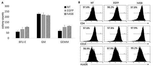 CFU assay and macrophage derivation of Ube3a vector-transduced human CD34+ HSPC: Human CD34+ HPSC were left NT or transduced with either the EGFP alone control vector (EGFP) or the Ube3a vector (hAS8). (A) Cells were cultured in methylcellulose media for 12 days when specific colonies (BFU-E, GM and GEMM) were counted. (B) CFUs were further differentiated into macrophages and analyzed by flow cytometry for the cell surface markers CD4, CD14 and HLADR.