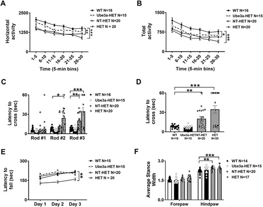Locomotor ability, balance, motor coordination and gait from Ube3a lentivector transduced HSPC-transplanted neonates: Rigorous assessment of motor translational phenotypes using four standard motor behavioral tests in treated and untreated Ube3amat+/pat+ IL2rg−/y mice that were irradiated and transplanted as neonates with either NT (NT-HET (hatched bar) or the Ube3a lentivector transduced (Ube3a-HET (black bar)) human CD34+ HSPC. Eight weeks post-transplant, mice were subjected to (A, B) open field locomotion, (C, D) balance beam, (E) rotarod and (F) treadmill walking. In all tests, Ube3amat+/pat+ IL2rg−/y deficient mice transplanted with the Ube3a vector transduced human CD34+ HSPC (Ube3a-HET) exhibited wildtype values of performance. (A, B) Open field activity was increased by both the total distance and horizontal activity metrics. (C) Eight weeks post-transplant, mice were also tested on the beam walking assay. Beams decrease in width and are more difficult to cross going from Rod #1 to Rod #2 to Rod #3. (D) Highlight of Rod #3 of C, the most challenging coordination test with remarkable improvements. (E) Latency to fall from the rotarod was significantly improved in the Ube3amat+/pat+ IL2rg−/y mice transplanted with Ube3a vector-transduced human CD34+ HSPC (Ube3a-HET) compared with the NT (NT-HET) cell controls. (F) DigiGait™ analyses showed a narrowing of wide stances in the Ube3a-HET treated group. Data are expressed as ± standard error of mean (SEM). *P < 0.05, **P < 0.001, ***P < 0.0001 indicate when the HET and NT-HET groups differ from the control WT group.