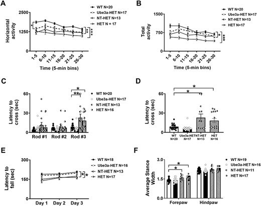 Locomotor ability, balance, motor coordination and gait from Ube3a lentivector transduced HSPC-transplanted adults: Rigorous assessment of motor translational phenotypes using four standard motor behavioral tests in treated and untreated Ube3amat−/pat+ IL2rg−/y mice that were treated with busulfan and transplanted as adults with either NT (NT-HET (hatched bar) or the Ube3a lentivector-transduced (Ube3a-HET (black bar)) human CD34+ HSPC. Four-five weeks old mice were conditioned with busulfan and transplanted via i.v. injection. Six weeks later mice were subjected to (A, B) open field locomotion, (C, D) balance beam, (E) rotarod and (F) treadmill walking. In all tests, Ube3a-deficient mice transplanted with the Ube3a vector-transduced human CD34+ HSPC (Ube3a-HET) exhibited wildtype values of performance. (A, B) Open field activity was increased by both the total distance and horizontal activity metrics. (C) Eight weeks post-transplant, mice were also tested on the beam walking assay. Beams decrease in width and are more difficult to cross going from Rod #1 to Rod #2 to Rod #3. (D) Highlight of Rod #3 of C. (E) Latency to fall from the rotarod was significantly improved in the Ube3a-deficient mice transplanted with Ube3a vector transduced human CD34+ HSPC (Ube3a-HET) compared with the NT (NT-HET) cells controls. (F) DigiGait™ analyses showed a narrowing of wide stances in the Ube3a-HET treated group. Data are expressed as mean ± SEM. *P < 0.05, **P < 0.001, ***P < 0.0001 indicate when the HET and NT-HET groups differ from the control WT group.