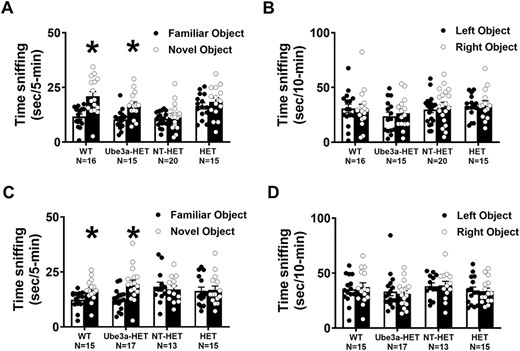 Novel object recognition with mice transplanted with Ube3a lentivector transduced HSPC: (A,B) Newborn Ube3a-deficient IL2rg-/y mice were transplanted with either nontransduced (NT-HET) or Ube3a vector-transduced (Ube3a-HET) human CD34+ HSPC. Wild type IL2rg-/y mice (WT) were used as a control. Eight weeks post-transplant, mice were assessed for learning and memory abilities using the novel object recognition test. (A) Ube3a-HET mice exhibited intact object recognition following a one-hour delay, similar to WT while, NT-HET mice did not spend more time with the novel object, exhibiting a lack of recognition memory. (B) All groups explored the two objects similarly during the familiarization phase. (C, D) Ube3a-deficient adult mice were transplanted with either nontransduced (NT-HET) or Ube3a vector-transduced (Ube3a-HET) human CD34+ HSPC. Wild type IL2rg-/y mice (WT) were used as a control. Six weeks post i.v. injection in adult mice, subjects were assessed for learning and memory abilities using the novel object recognition test. (C) Ube3a-HET mice exhibited intact object recognition following a one-hour delay, similar to WT while, NT-HET mice did not spend more time with the novel object, exhibiting a lack of recognition memory. (D) All groups explored the two objects similarly during the familiarization phase. *p < 0.05, novel versus familiar.
