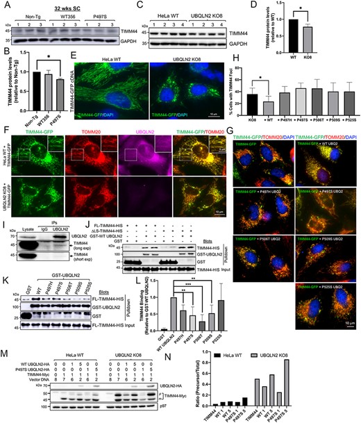 Alteration of TIMM44 protein levels in P497S animals and differences in mitochondrial targeting of the protein in cells containing and lacking UBQLN2. (A) Immunoblots of SC lysates from three independent 32-week-old animals for the three mouse genotypes probed for TIMM44 and GAPDH. (B) Quantification of TIMM44 levels in the blots shown in A after normalization of protein loading. *P < 0.05. (C) Immunoblot of four different HeLa WT and UBQLN2 KO8 cultures probed for TIMM44 and GAPDH. (D) Same as B, but for the blots shown in C. *P < 0.05. (E) Representative images of TIMM44-GFP fluorescence and of DAPI staining in HeLa WT and UBQLN2 KO8 cells. Scale bar, 10 μm. (F) Different color fluorescence images of cells stained for the proteins shown to monitor targeting of TIMM44-GFP to mitochondria in HeLa WT (1st row) and UBQLN2 KO8 cells (2nd row). Magnified images of boxed area in the 1st row are shown on the upper right-hand side. Scale bar, 10 and 5 μm. (G) Merged images of KO8 cells showing extent of colocalization of GFP fluorescence of the TIMM44-GFP reporter with TOMM20 staining in cells cotransfected with empty vector, or with WT UBQLN2, or with five different ALS/FTD mutant UBQLN2 cDNAS. Scale bar, 10 μm. (H) Quantification of cells with TIMM44 foci for experiment presented in G. n = 150–300 cells, *P < 0.05. (I) Immunoprecipitation of endogenous proteins from HeLa cells with either IgG control antibody or anti-UBQLN2 antibody and immunoblotted for either TIMM44 (short and long exposures) or UBQLN2. (J) Pulldown assays showing direct binding between both FL and the ΔLS TIMM44-HIS recombinant proteins with GST-UBQLN2 fusion protein. (K) Same as J, but comparing binding of FL TIMM44-HIS protein with WT and ALS/FTD mutant GST-fusion proteins. (L) Quantification of the amount of TIMM44 pulldown relative to the amount of GST-fusion protein recovered and normalized to the binding of WT GST-UBQLN2 protein. n = 4, **P < 0.01. ***P < 0.001. (M) Demonstration that UBQLN2 promotes maturation of TIMM44. HeLa and UBQLN2 KO8 cultures were transfected with cDNAs (μg) as shown (equivalent amount of total cDNA). Lysates were immunoblotted and probed with anti-Myc and anti-HA antibodies. (N) Quantification of precursor TIMM44 (50 kDa) over total TIMM44 levels in blot presented in M.