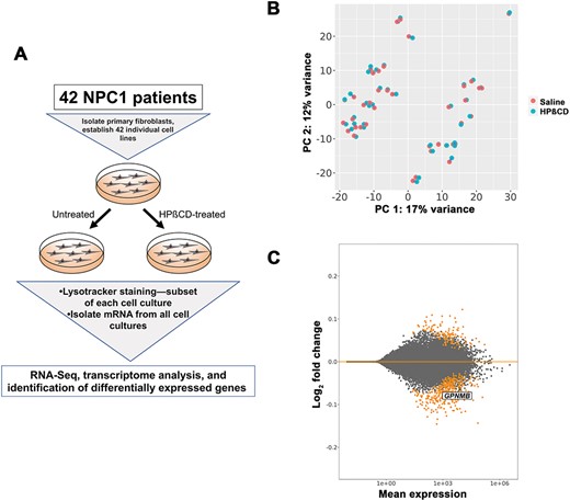 Analysis of differentially expressed genes in NPC1 patient-derived fibroblasts treated with HPβCD. (A) Experimental design. Individual cell lines were established from each patient, then split into cultures that were treated with saline or HPβCD. Lysotracker staining was performed on a subset of cells from each culture. The mRNA from each culture was subjected to RNA-Seq and differential expression analysis, in which pairwise comparisons between saline- and HPβCD-treated samples from the same patient were used. (B) Principal component analysis (PCA) plot showing that the differences between sex (PC 1) are much greater than the difference between saline-treated (orange) and HPβCD-treated (teal) cells. The blue lines connect data points from the same patient. (C) MA plot summarizing results of the differential expression contrast using ‘cell line’ as a blocking factor to control for the patterns observed in (B). Significantly different genes with FDR < 0.1 are shown in orange. Magnitude of the effect (log2 fold change) is on the y-axis, and the normalized read count (averaged across all replicates) is on the x-axis.