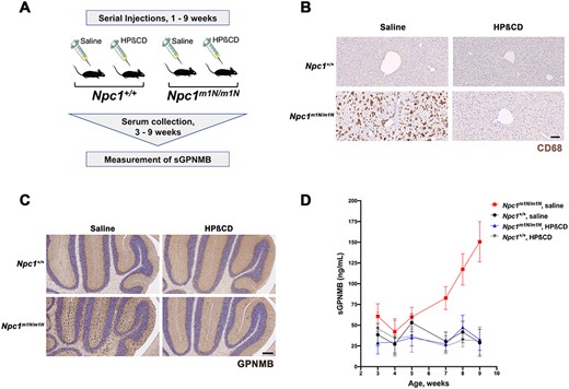 GPNMB levels are increased in Npc1m1N/m1N mutant mice and reduced by HPβCD treatment. (A) Experimental design. Mice received serial injections of HPβCD between 1 and 9 weeks of age, and serial plasma collection was performed for sGPNMB measurement by ELISA. (B) CD68 immunohistochemistry (brown staining) of liver sections demonstrated that the notable increase in foam cells characteristic of Npc1m1N/m1N mutant mice (lower left panel) is greatly reduced by HPβCD treatment (lower right panel). Saline-injected and HPβCD-treated Npc1+/+ controls are shown for comparison (upper left and right panels, respectively). Scale bar = 100 μm. (C) Immunostaining of midline sagittal sections of the cerebellum showed that elevated levels of GPNMB protein were present in 9-week-old saline-injected Npc1m1N/m1N mice (dark brown staining, lower left panel) when compared with the GPNMB levels in saline-injected Npc1+/+control mice (upper left panel). HPβCD-treated Npc1m1N/m1N mice (lower right panel) showed lower GPNMB expression in the cerebellum when compared with saline-injected Npc1m1N/m1N mice. HPβCD treatment of Npc1+/+ controls (upper right panel) did not affect GPNMB expression. Scale bar = 200 μm. (D) Levels of sGPNMB in plasma rose in untreated Npc1m1N/m1N mutant mice and were significantly different from Npc1+/+ controls. In contrast, sGPNMB levels remained low in HPβCD-treated mice and were not statistically different from those of Npc1+/+ mice. The mice shown in (D) were divided into two cohorts; see Supplementary Material, Fig. S6 for detailed, repeated measures data on individual mice, as well as a description of statistical analyses.