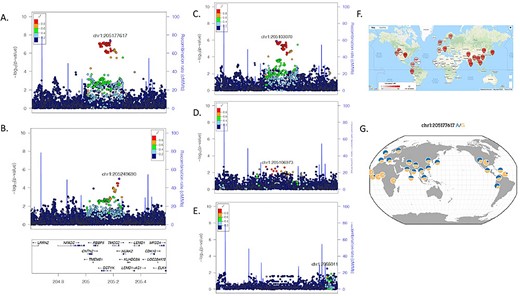 Association and LD structure at Chr1 DSTYK associated locus. (A) Local association structure of BRACOVID hospitalization analysis; (B) Local association structure of HGI B2 analysis; (C) Local association structure for BRACOVID European cluster; (D) Local association structure for BRACOVID African cluster; (E) Local association structure for BRACOVID Native American cluster; (F) World-wide distribution of pairwise LD between rs11240388 (local maximum for BRACOVID analysis) and rs9661015 (local maximum for HGI B2 analysis); (G) 1000G allele frequency distribution for rs11240388. Genomic coordinates are in hg19.