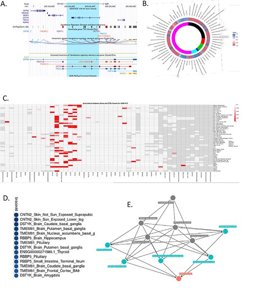 Annotation and functional characterization of Chr1 DSTYK associated region. (A) Genomic anatomy of associated region. Blue highlight—79Kb associated haplotype. (B) Phewas results and colocalization analysis with BRACOVID summary statistics. Colocalization values are depicted as a function of their H3 and H4 posterior probabilities. Positive values (blue spectrum) for higher H4 values than H3, negative values (red spectrum) for higher H3 than H4. Inner circle represents study/database of trait being colocalized with BRACOVID results. Black: datasets that satisfy minimum requirements imported from the EBI database of complete GWAS summary data; red: eqtlGen 2019 results; green: GWAS summary datasets generated by many different consortia that have been manually collected and curated, initially developed for MR-Base (round 2); dark blue: complete GWAS summary data on protein levels as described by Sun et al. (2018); magenta: complete GWAS summary data on brain region volumes as described by Elliott et al. (2018); pink: Neale lab analysis of UK Biobank phenotypes, round 2; (C). Association structure between rs11240388 and genes within its genomic region using 42 tissues in GTEx V8. Red rectangles are for association P-values below 0.01. Numbers within cells represent the normalized mean expression value within tissue for gene; (D) Colocalization results between BRACOVID summary statistics for rs11240388 region and different GTEx V8 gene/tissue combinations. Shown are only the most significant H4 probability results; E. Causal diagram derived from pairwise comparisons with significant colocalization at rs11240388 region.