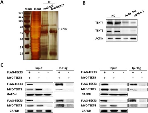 Mammalian TEKT family proteins form a range of complexes. (A) Silver-stained gel of TEKT3 and control immunoprecipitated (IP) samples from mouse testis extracts. Individual lanes were excised and analyzed by mass spectrometry. (B) The expression of TEKT4 and TEKT5 in spermatozoa was assessed by western blotting. β-Actin was used as a control for normalization. (C) Human TEKTINs were co-expressed in HEK293T cells, with co-IP used to detect interactions between TEKT3 and other members of the protein family.