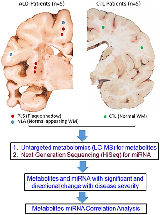 Schematic representation of the experimental workflow. Age and sex-matched control and cALD postmortem brains were obtained from the NIH brain bank. Tissue samples from the white matter areas of control brain and cALD brain were dissected. Within the cALD brain white matter tissue samples were obtained from periphery of the lesion (plaque shadow; PLS) and faraway normal looking area (NLA) with in the same brain. Each sample was divided into two parts for detection of miRNA (Hiseq) and metabolites (GC/LC–MS). Metabolites and miRNA with significant directional change with disease severity were then used to generate phenotype-specific metabolite-miRNA correlations.