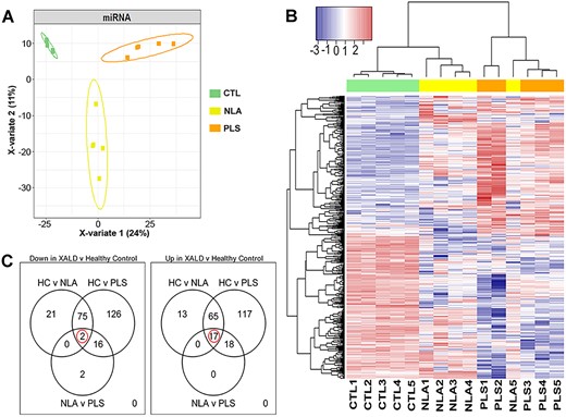 RNAseq profiling of miRNA in human control and cALD brain tissue. (A) PLS-DA analysis identified miRNAs that separates all three groups (CTL, NLA and PLS) in to three distinct clusters. (B) Expression heatmap of differentially expressed miRNAs distribution obtained by hierarchical cluster analysis. Each column in the figure represents a sample, and each row represents a miRNA. The colors in the graph indicate the magnitude of miRNA expression (log10) in the sample. Red indicates that the miRNA is highly expressed in the sample, and the blue indicates that the miRNA expression is low. (C) Venn diagram of differentially expressed miRNAs in different comparisons. All differentially expressed miRNAs are grouped into three comparison groups represented by three circles. The overlapping portions of the different circles represent the number of DEGs common to these comparison groups. Expression profiles of all DEGs.