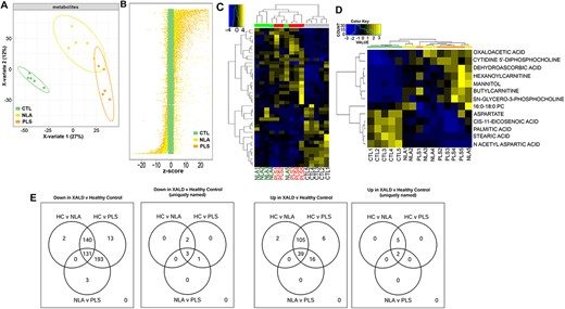 Metabolomic profiling of human control and cALD brain tissue. (A) Metabolomics profiling reveals separation of control, NLA and PLS regions by partial least squares discrimination analysis. (B) z-score plot of PLS (orange) and NLA (yellow) metabolite intensities against controls (green, taken as mean). Each dot represents one metabolite observation for one sample. (C) Heatmap of all significantly altered metabolites and named metabolites (D) arranged according to direction of change. Yellow represents high and blue represents the low intensity of metabolite relative to its mean intensity (black). (E) Venn diagram of differentially expressed metabolites in different comparisons. All differentially expressed metabolites are grouped into three comparison groups represented by three circles. The overlapping portions of the different circles represent the number of metabolites common to these comparison groups.