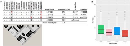 Major haplotypes at the BCL11A locus are defined by critical markers rs1427407, rs7565301, and rs7606173. A: shows the relationship of these tagging SNPs with other variants populating these haplotypes, i.e. associated alleles (top) and LD relationships (bottom); the effect alleles ‘T’, ‘A’, and ‘G’ for rs1427407, rs7565301, and rs7606173 are highlighted in red . LD plot: Each diamond shows the value of D′, and the LD indicates white (r2 = 0), shades of grey (0 < r2 < 1), and black (r2 = 1). B: shows haplotype effects on HbF levels. Alt-text. (A). Two haplotypes (haplotypes 1 and 3) with strong HbF-increasing effects, as defined by rs1427407, rs7565301, and rs7606173, were detected at the BCL11A locus. Haplotype 1: TGG carries HbF-boosting alleles at rs1427407 (‘T’) and rs7606173 (‘G’) while haplotype 3 carries rs7565301 variant (‘A’ allele) and rs7606173 (‘G’). These two haplotypes showed significant association with HbF compared with haplotype 4, carrying low-HbF variants (P-values < 0.0001). (B). BCL11A haplotypes 1 and 3 showed the highest levels of fetal haemoglobin.