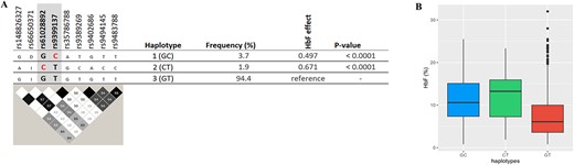 Major haplotypes at the HBS1L-MYB locus are defined by critical markers rs61028892 and rs9399137. A: shows the relationship of these tagging SNPs with other variants populating these haplotypes, i.e. associated alleles (top) and LD relationships (bottom). rs66650371: D and I represent 3-bp deletion and insertion, respectively. The effect allele ‘C’ for rs61028892 and rs9399137 is highlighted in red. LD plot: Each diamond shows the value of D′, and the LD indicates white (r2 = 0), shades of grey (0 < r2 < 1), and black (r2 = 1). B: shows haplotype effects on HbF levels. Alt-text (A). Two major HbF-boosting haplotypes were identified at the HBS1L-MYB locus as defined by rs9399137 and rs61028892: namely, haplotypes 1 (carrying the high-HbF C-allele at rs9399137) and 2 (carrying the high-HbF C-allele at rs61028892). (B). This demonstrates levels of fetal haemoglobin according to the haplotypes identified; haplotypes 1 and 2 show significantly (P < 0.0001) higher levels of HbF compared to the low-HbF-carrying haplotype 3 (GT).