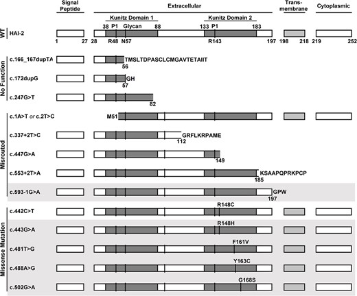 SPINT2 mutations in Kunitz domain 2 are found in almost all SCSD patients. The effect of SCSD-associated SPINT2 mutants are compared with the structure of the wild-type protein (WT) with the protein domain structures deduced using the NCBI ORFfinder (https://www.ncbi.nlm.nih.gov/orffinder/) and are schematically presented. These SPINT2 mutants are classified into three groups: No function, misrouted, and missense mutation that causes single amino acid substitutions in Kunitz domain 2. The affected residues caused by the missense mutations are indicated, for example, as R148C. In addition to being present in a compound-heterozygous manner, some of these mutations also present in a homozygous manner, which are indicated in gray shadow. The N-glycosylation site Asn-57 is indicated by glycan and N57. The P1 sites of both Kunitz domain are also indicated, R48 and R143, respectively.