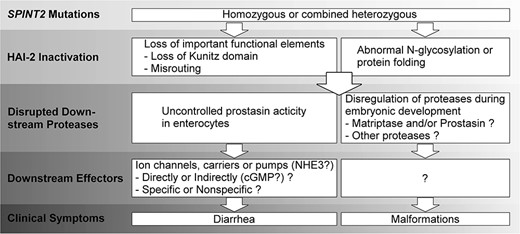 Schematic illustration of SCSD pathogenesis. The cellular and molecular mechanisms underlying the pathogenesis of SCSD caused by SPINT2 mutations begin with the inactivation of HAI-2, which causes uncontrolled proteolysis, followed by disrupted proteolysis and dysregulated downstream effectors, leading to sodium diarrhea and developmental defects. A description of the known and unknown molecular and cellular processes can be found in the discussion.