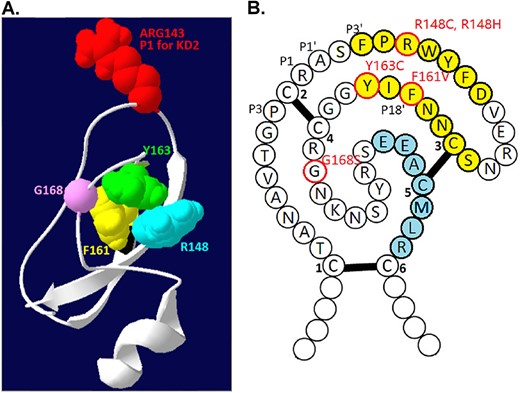 The residues involved in the SCSD-associated SPINT2 mutations are not in the reactive site of the Kunitz domain 2. (A) The 3D structure of HAI-2 Kunitz domain 2 was built using the AlphaFold protein structure database and Swiss-PdbViewer 4.10. The P1 site ARG143 (shown in red) and the four residues that are found to be mutated in SCSD patients, including Arg-148 (R148 in blue), Phe-161 (F161 in yellow), Tyr-163 (Y163 in green) and Gly-168 (G168 in light purple), are indicated. (B) The schematic 2D structure of HAI-2 Kunitz domain 2 is presented using single letter amino acid notation. The two β strands are indicated in yellow, one α helix in blue, and the three pairs of disulfide bonds as C1-C6, C2-C4, and C3-C5. The amino acid residues mutated in SCSD patients are indicated in red circle and the mutations are also indicated as R148C, R148H, F161C, Y163C, and G168S in red).