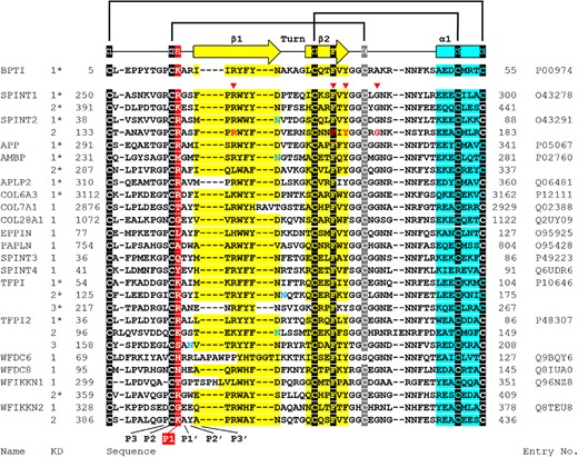 The residues involved in the SDSD-associated SPINT2 mutations are conserved among the Kunitz domains present in different human proteins. The amino acid sequences of 27 Kunitz domains from 18 human proteins are aligned and compared with bovine pancreatic trypsin inhibitor (BPTI). The six cysteine residues involved in the three disulfide bonds (black or gray shadow), the two β strands (yellow), one α helix (blue) are indicated. The P1 site (red shadow), putative N-glycosylation site (blue letter), the residues mutated in SCSD patients (red arrow point and red letter) are also marked. The alignment was performed using MUSCLE. The 2D structures were obtained from UniProtKB (marked by *) or predicted by PROMALS3D.