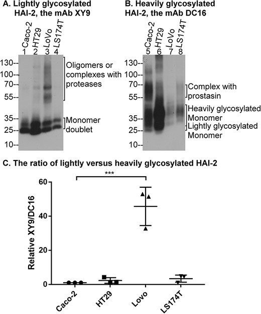 The level of heavily glycosylated HAI-2 is disproportionally low in LoVo colorectal adenocarcinoma cells that harbor SPINT2 mutation. Lysates containing equal amounts of protein from four colorectal cancer lines, as indicated, were analyzed by immunoblot for the expression of lightly glycosylated HAI-2 using the mAb XY9 (A) and heavily glycosylated HAI-2 using the mAb DC16 (B). The various HAI-2 species are indicated. The ratios of lightly versus heavily glycosylated HAI-2 for each cell line were estimated from the band density using three independent experiments using ImageJ (C). ***P < 0.001.