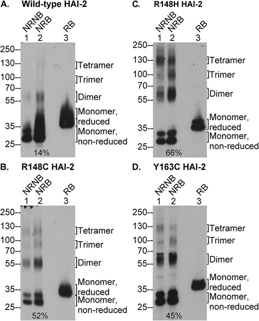 SCSD-associated SPINT2 mutations greatly increase the disulfide bond-mediated oligomerization of lightly glycosylated HAI-2. Expression of wild-type HAI-2 and the three SCSD-associated HAI-2 mutants (B, C, and D) was induced by 0.1 μg/ml doxycycline treatment of the modified Caco-2 cells. Equal amounts of lysate proteins were analyzed by immunoblot under the non-reducing and non-boiled (lanes 1, NRNB), non-reducing and boiled (lanes 2, NRB), or the reducing and boiled (lanes 3, RB) conditions for lightly glycosylated HAI-2 species using the HAI-2 mAb XY9. The various species of lightly glycosylated HAI-2 are indicated. The ratio of HAI-2 oligomers relative to total HAI-2 under the non-reducing and boiled conditions were estimated and indicated (lanes 2).