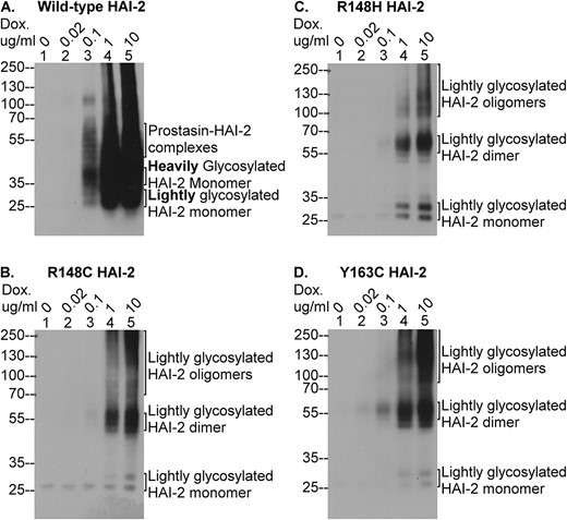 The SCSD-associated SPINT2 mutants are not expressed as heavily glycosylated HAI-2. HAI-2 protein expression was induced using different concentrations of doxycycline (Dox.), as indicated, in HAI-2 knockout Caco-2 variants engineered to express wild-type HAI-2 (A) and the three SCSD-associated mutants, R148C HAI-2 (B), R148H HAI-2 (C), and Y163C HAI-2 (D). Equal amounts of cellular proteins were analyzed by immunoblot under non-reducing and non-boiled conditions for HAI-2 species using the HAI-2 mAb DC16. The various HAI-2 species were indicated.
