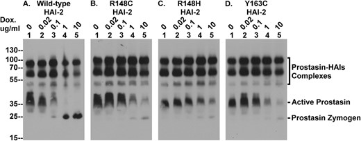 The SCSD-associated HAI-2 mutants cannot effectively suppress the prolonged lifespan of active prostasin caused by HAI-2 loss in Caco-2 cells. The four Caco-2 variants were treated with increasing concentrations of doxycycline (Dox.) to induce expression of wild-type HAI-2 (A) and the three SDSC-associated HAI-2 mutants (B, C, and D). Equal amounts of cellular proteins were analyzed by immunoblot for prostasin using the prostasin mAb YL11. The various prostasin species, including the complexes with the HAIs, active prostasin, and prostasin zymogen are indicated.