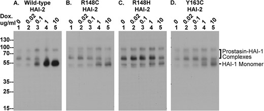 The SCSD-associated HAI-2 mutants cannot effectively reverse the depletion of HAI-1 monomer caused by targeted HAI-2 deletion in Caco-2 cells. The four Caco-2 variants were treated with increasing concentrations of doxycycline (Dox.) to induce expression of wild-type HAI-2 (A) and the three SDSC-associated HAI-2 mutants (B, C, and D). Equal amounts of cellular proteins were analyzed by immunoblot for HAI-1 using the mAb M19. HAI-1 complexes with prostasin and HAI-1 monomer are indicated.