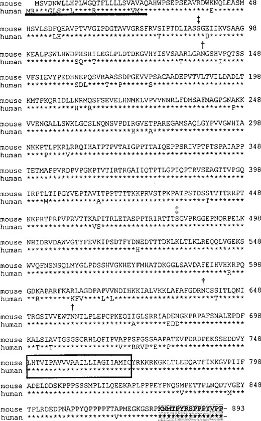 Complete amino acid sequence of Dag1. A comparison of the predicted amino acid sequences of mouse (this study) and human (3) dystroglycan is shown. (*): Indicates a human residue identical to the corresponding mouse residue. Bold underline indicates the signal peptide sequence. Boxed amino acids are the transmembrane domains. Shaded amino acids are the dystrophin binding site. (−): Indicates the stop codons. (†): Is above amino acids that are predicted to be N-linked glycosylation sites. Only those sites that are conserved among all known dystroglycan sequences are indicated. (‡): Is above amino acids that are potential glycosaminoglycan chain addition sites.